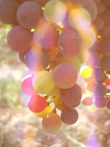 Photographie Lizadie Taste raisins