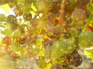 Photo Grappe Lizadie Taste